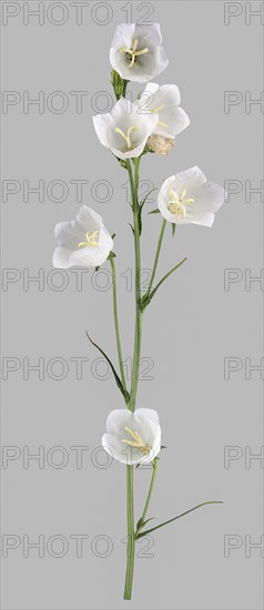 Peach-leaved bellflower (Campanula persicifolia)