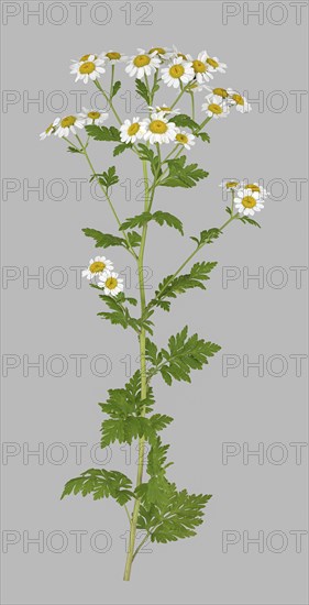 Feverfew (Tanacetum parthenium)