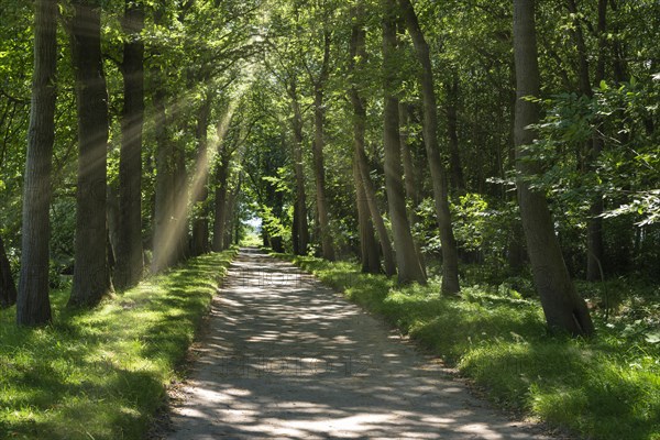 Landscape garden and castle park