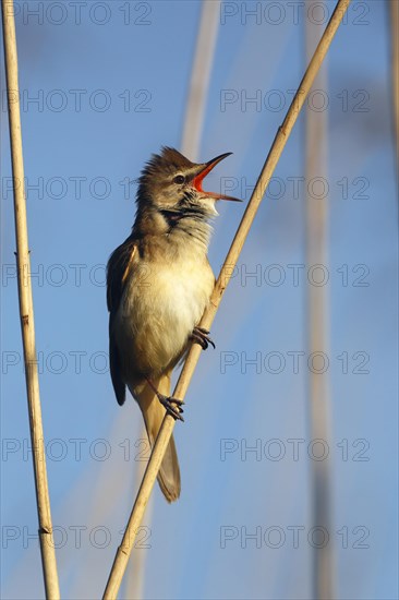 Great Reed Warbler (Acrocephalus arundinaceus) at the singing place on a reed stalk