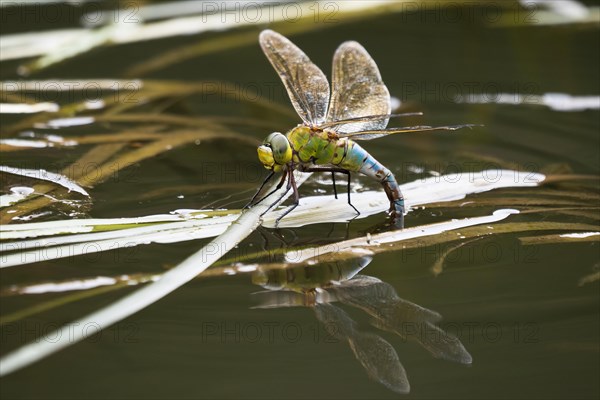 Southern Hawker (Aeshna cyanea)