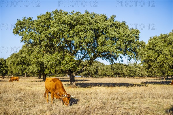 Alentejo landscape