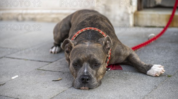 Dog lying lazy on the ground