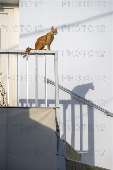 Tabby cat sitting on railing