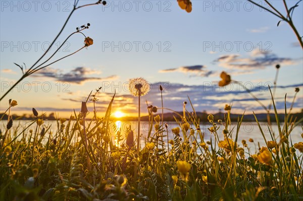 Common dandelion (Taraxacum sect. Ruderalia) and corn buttercup