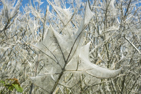 Insect damage by Ermine butterfly (Yponomeutidae) in Ystad