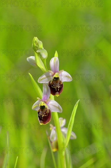 Late spider-orchid (Ophrys holoserica) wild orchid