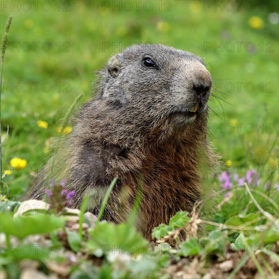 Alpine Marmot (Marmota marmota)