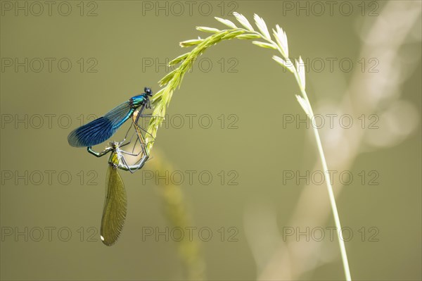 Banded demoiselles (calopteryx splendens) mating wheel on blade of grass