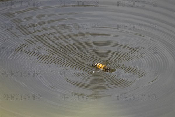 Wild bee (Apoidea) on water surface