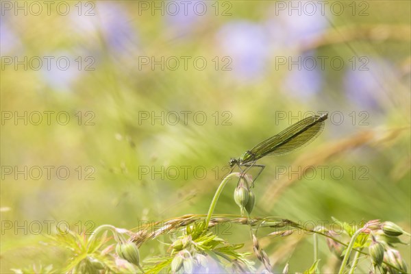 Banded demoiselle (calopteryx splendens)