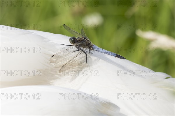 Black-tailed Skimmer (Orthetrum cancellatum)