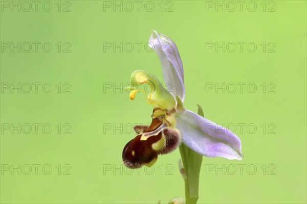 Bee orchid (Ophrys apifera)