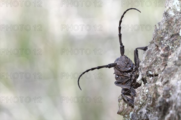 Weaver beetle (Lamia textor)