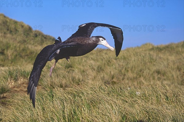 First flight of a juvenile Wandering Albatross (Diomedea exulans)