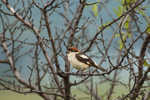 Woodchat Shrike (Lanius senator) on its roost