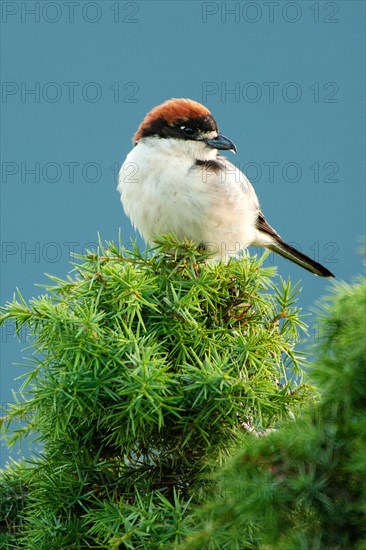 Woodchat Shrike (Lanius senator) sitting on juniper bush