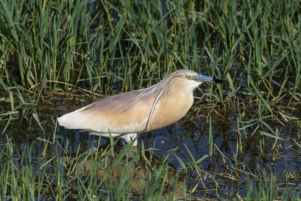 Squacco heron (Ardeola ralloides) foraging