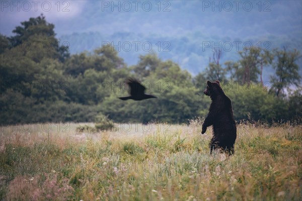 Brown bear (Ursus arctos) standing