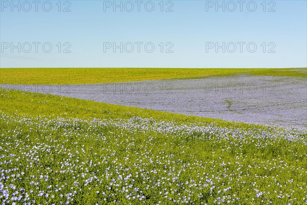 Flax (Linum usitatissimum) field in flower