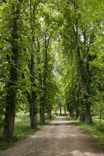 Chestnut avenue