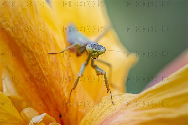 European mantis (mantis religiosa) on a flower