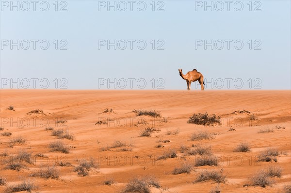 Camel in the desert