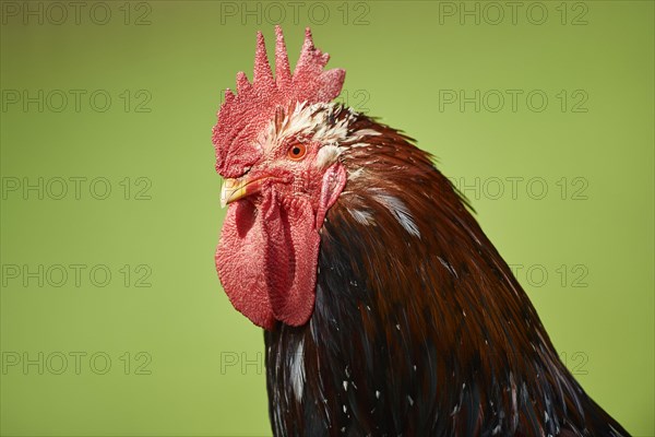 Chicken (Gallus gallus domesticus)