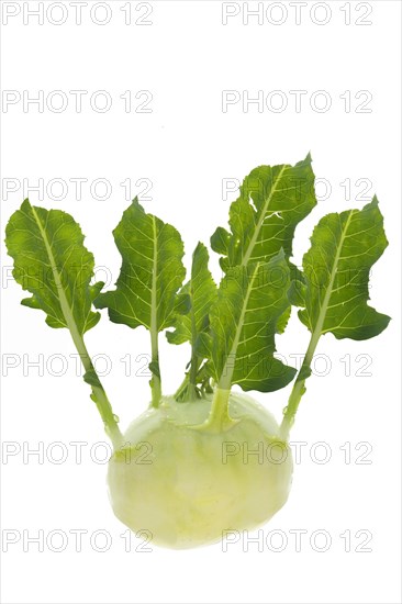 Kohlrabi Vegetable Cabbage (Brassica oleracea) on white background