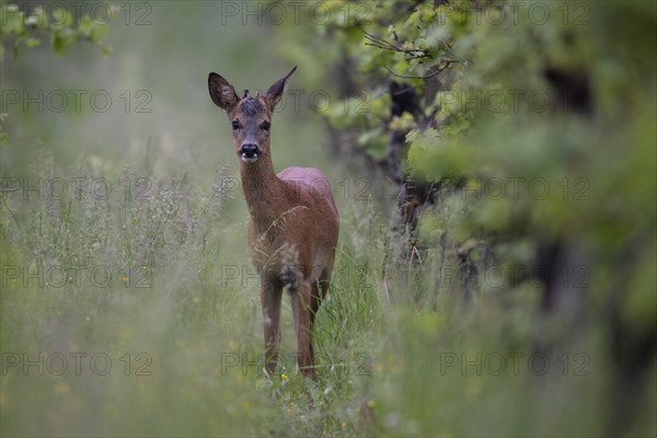 Knopfbock in the vineyard