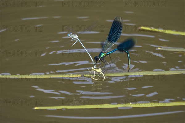 Banded demoiselle (calopteryx splendens)