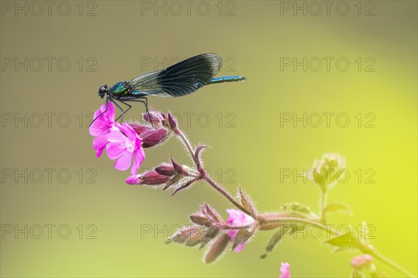 Banded demoiselle (calopteryx splendens)