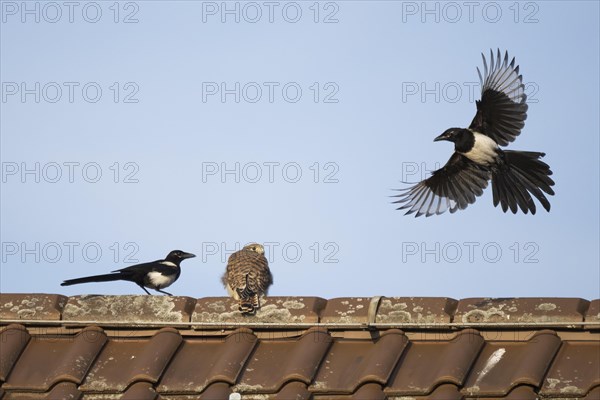 European magpies (Pica pica) attack juvenile Common Common Kestrel (Falco tinnunculus) on house roof