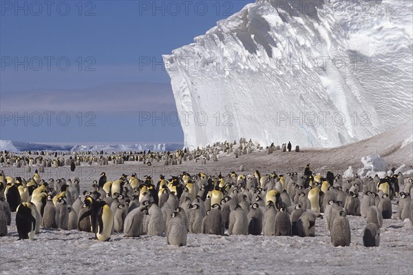 Emperor penguin (Aptenodytes forsteri) colony in front of iceberg