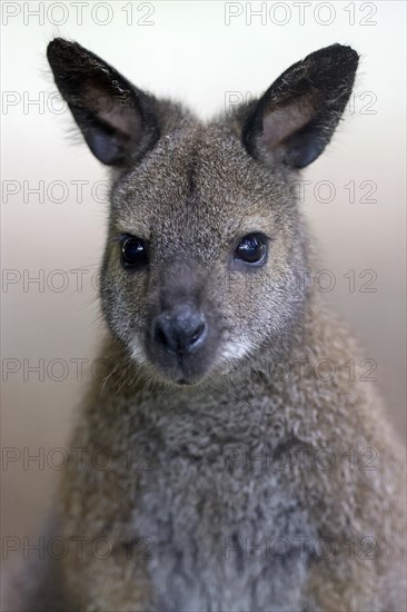 Red-necked wallaby (Macropus rufogriseus)