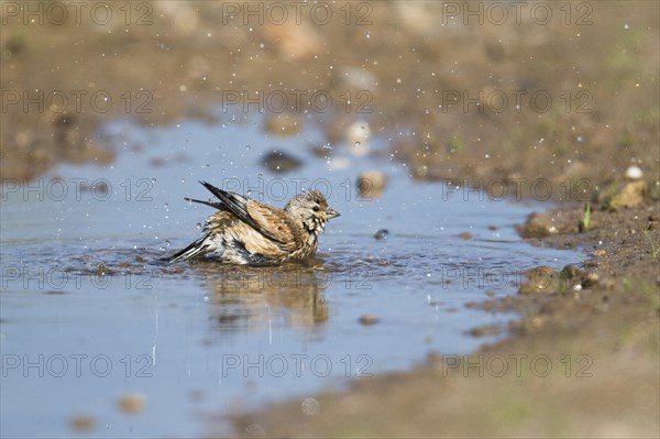 Linnet (Carduelis cannabina)