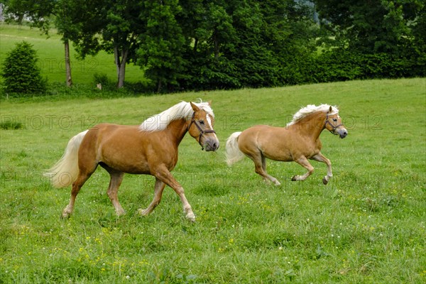 Haflinger