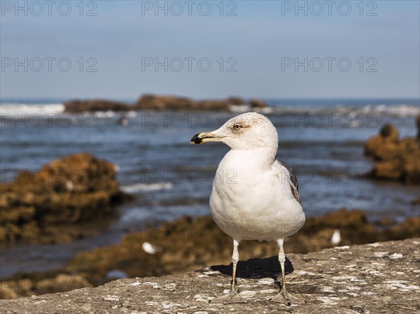 Yellow-legged gull (Larus michahellis) on a wall