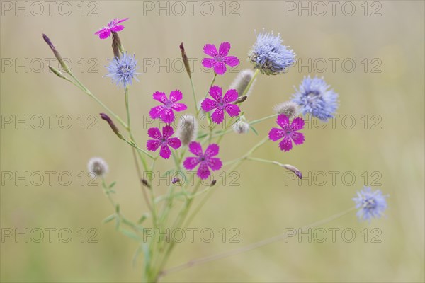 Maiden pinks (Dianthus deltoides)