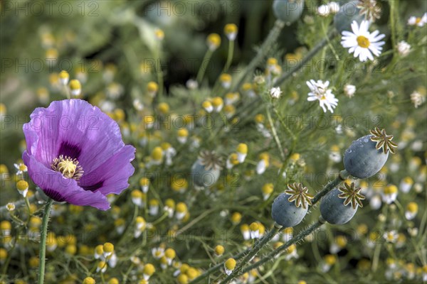 Opium poppy (Papaver somniferum)