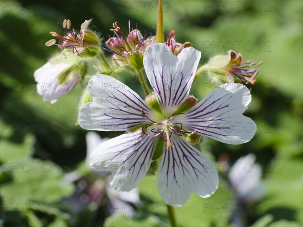 Flower of the Glandular Crane's-bill (Geranium platypetalum)