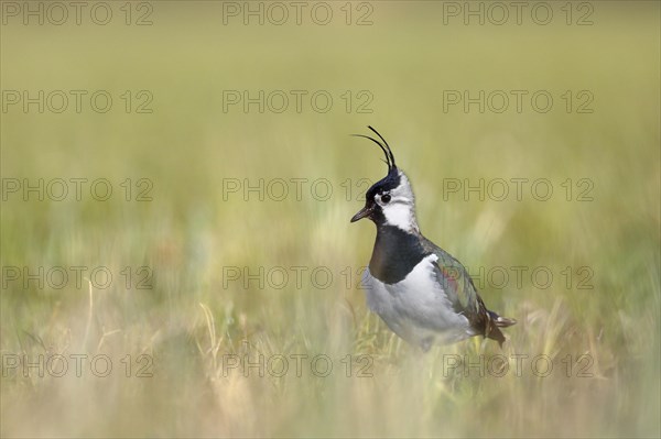 Northern lapwing (Vanellus vanellus) in a meadow in a species-typical biotope