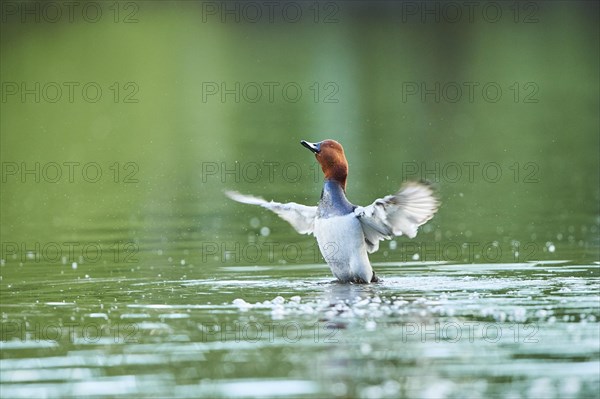 Common pochard (Aythya ferina)