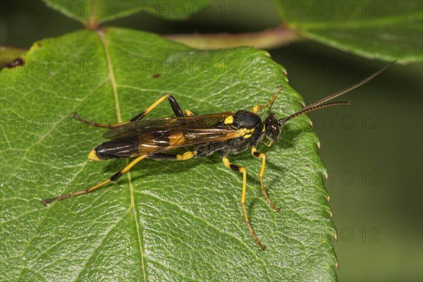 Amblyteles armatorius (Amblyteles armatorius) on a leaf