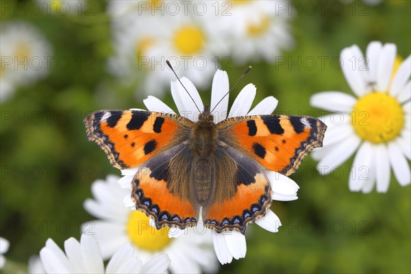 Small tortoiseshell (Aglais urticae) butterfly sitting on daisy flower (Leucanthemum)