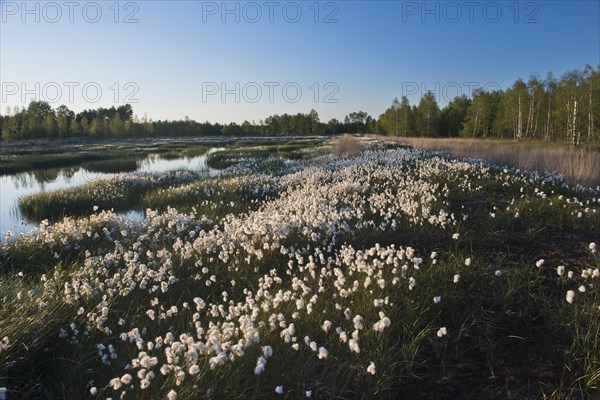 Common cottongrass (Eriophorum angustifolium) in a rewetting area