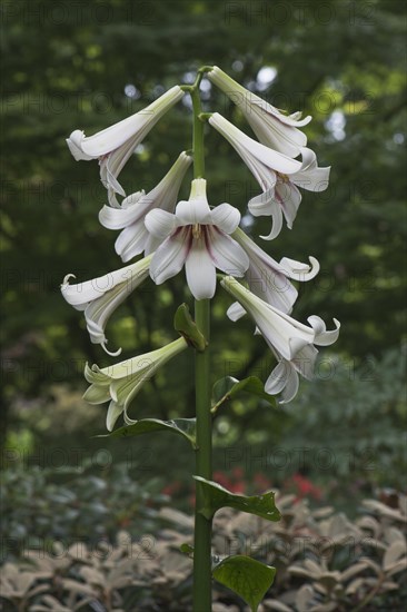 Giant Himalayan lily (Cardiocrinum giganteum)