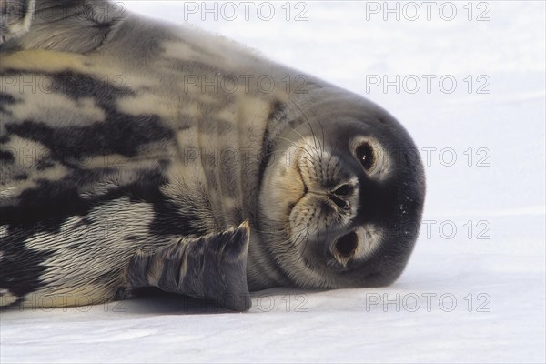 Weddell Seal (Leptonychotes weddellii) resting on snow