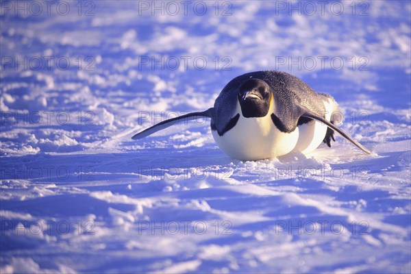 Emperor penguin (Aptenodytes forsteri) sliding on ice floe