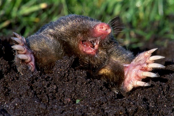 Mole European mole (Talpa europaea) looking out of the pile